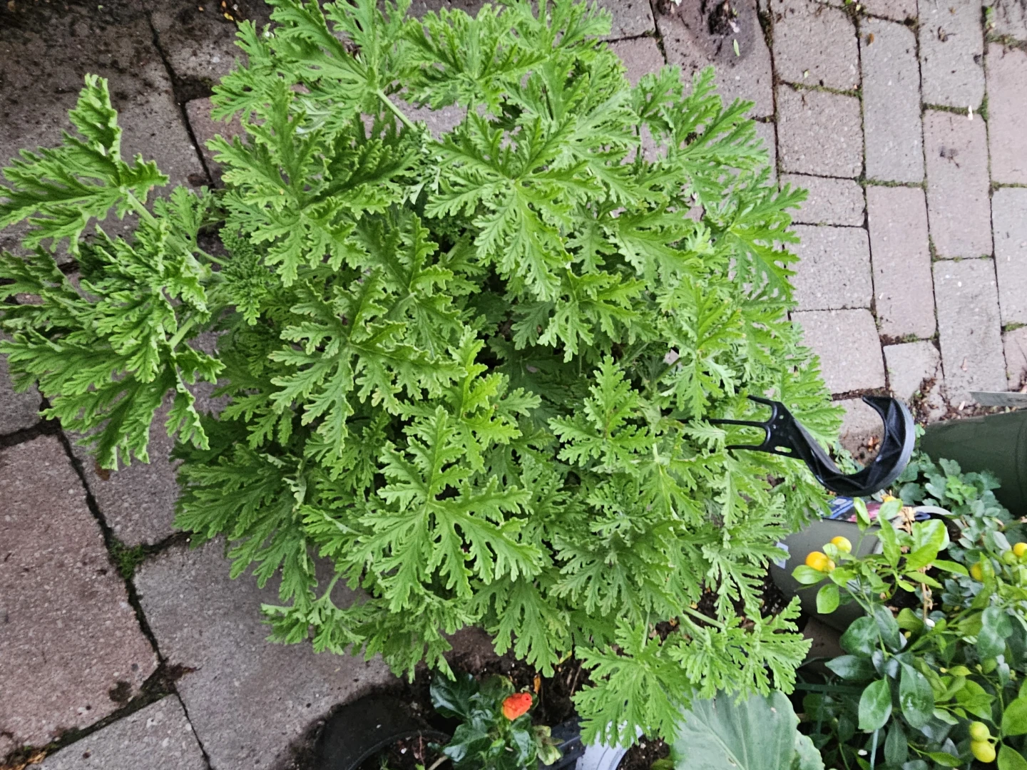 Citronella Plant
