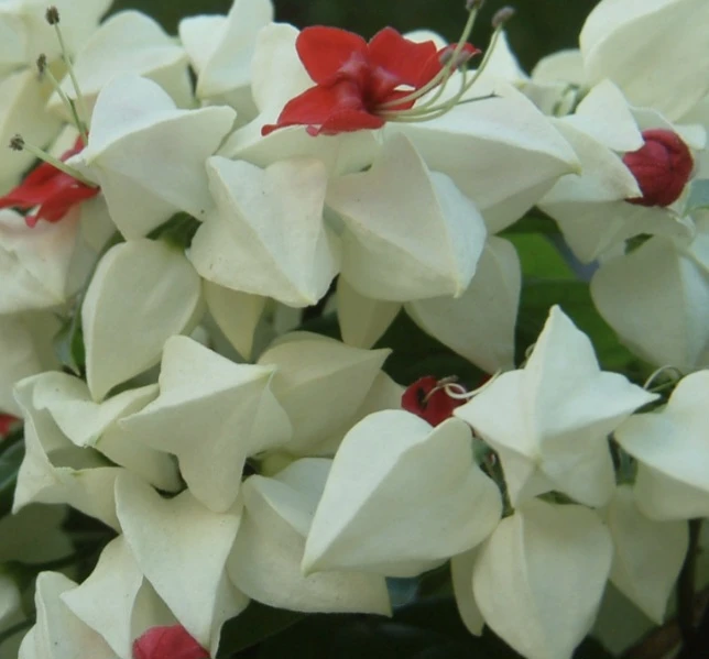 Bleeding Heart Vines - photo 5
