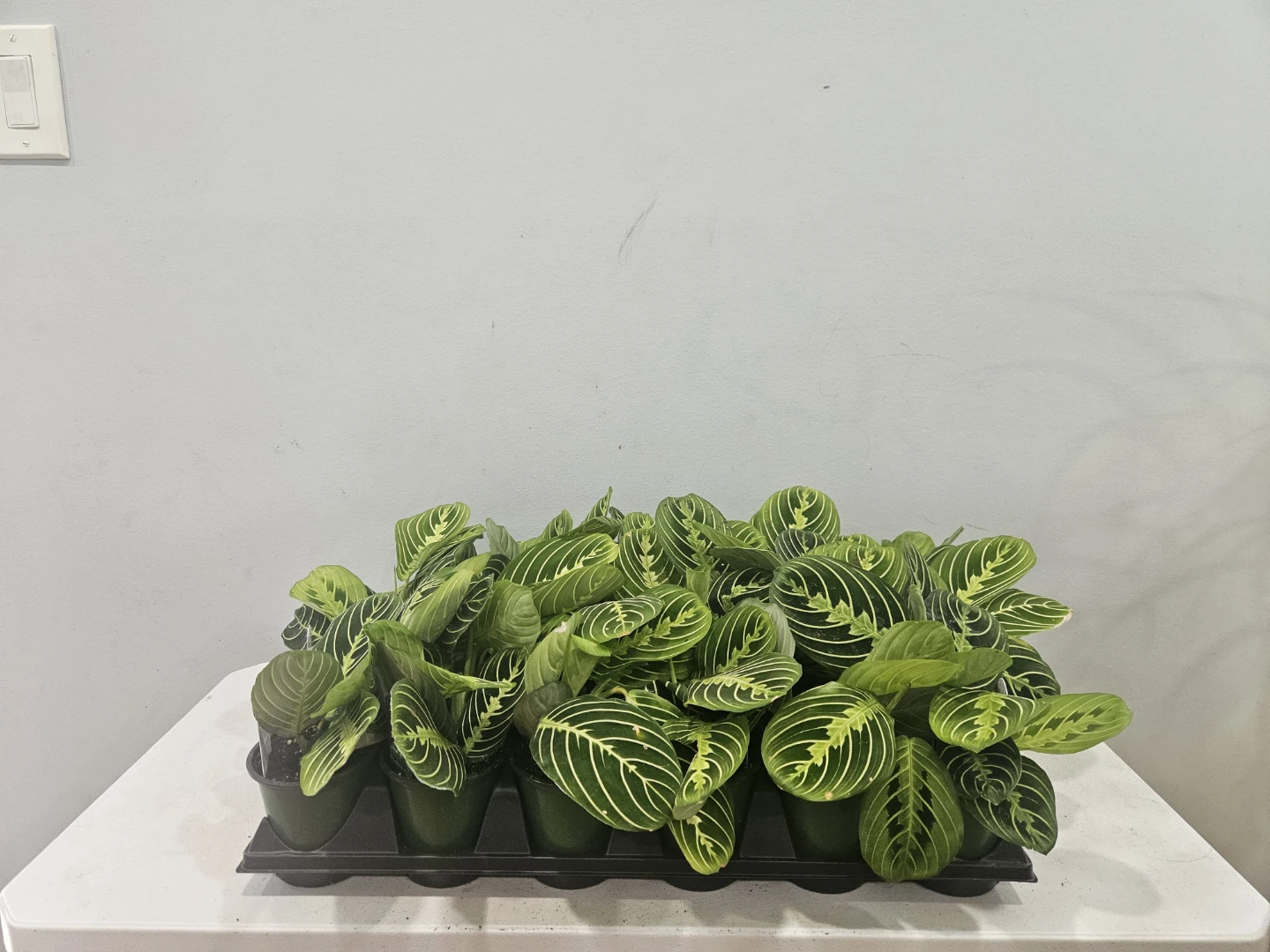 Prayer ( Marantha)  Lime Plants (  $6 each pot)