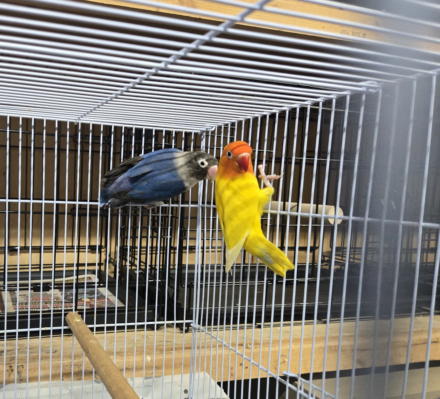 BEAUTIFUL BLACK MASK AND YELLOW FISHER lovebirds i