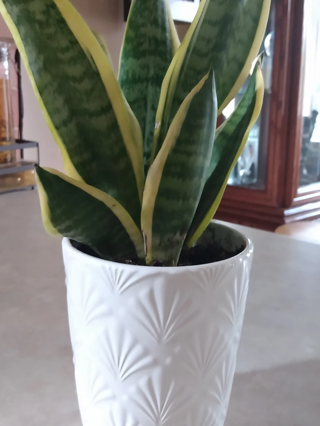Healthy Live Indoor Snake Plant in Ceramic White Pot
