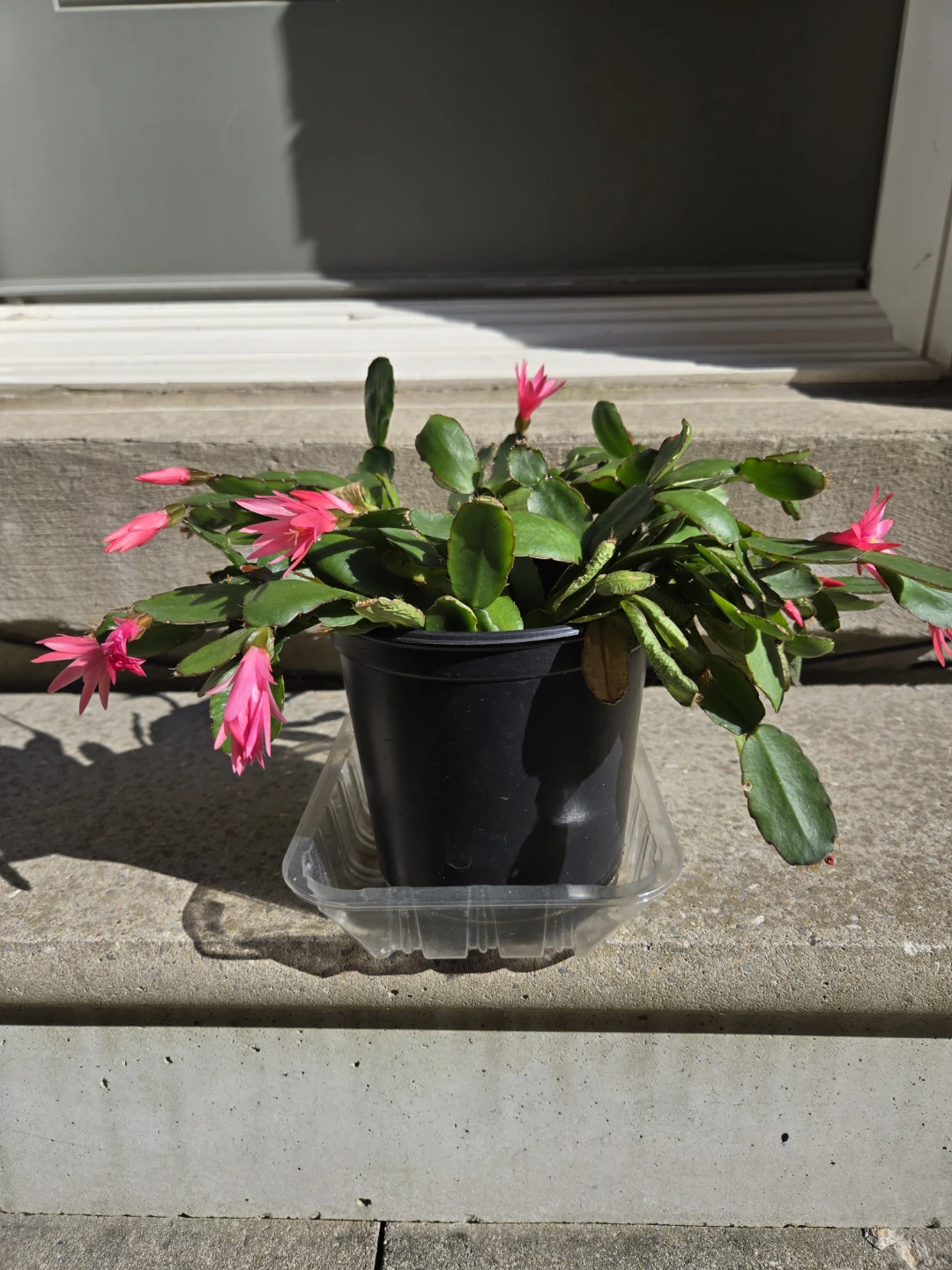 Christmas Cactus with Pink Flowers