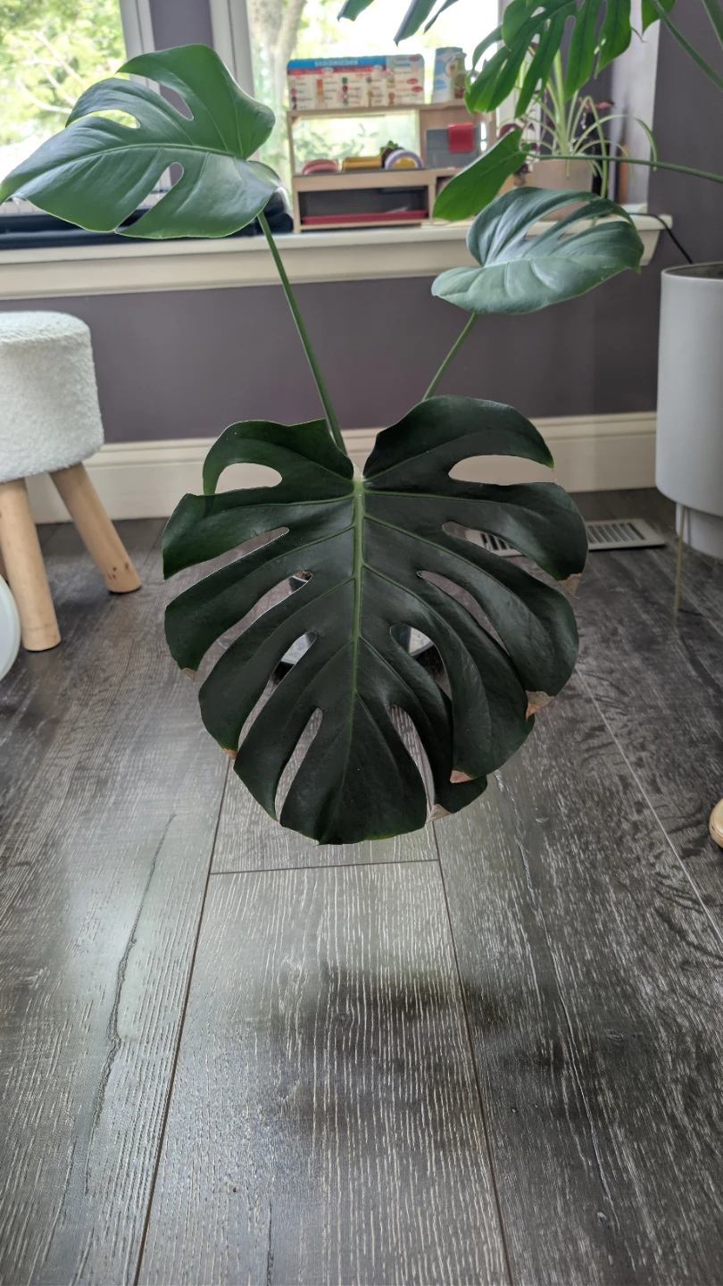 Monstera Deliciosa Plant