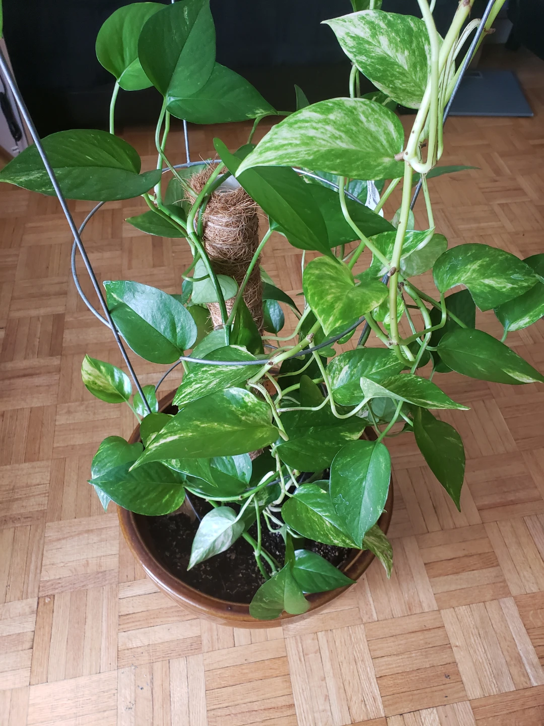 Pothos Plant in Brown Pot