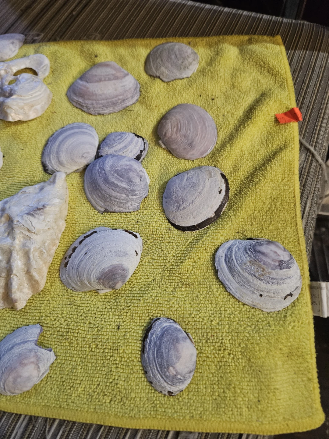 Assorted Seashells and Sand Dollar Collection - photo 3