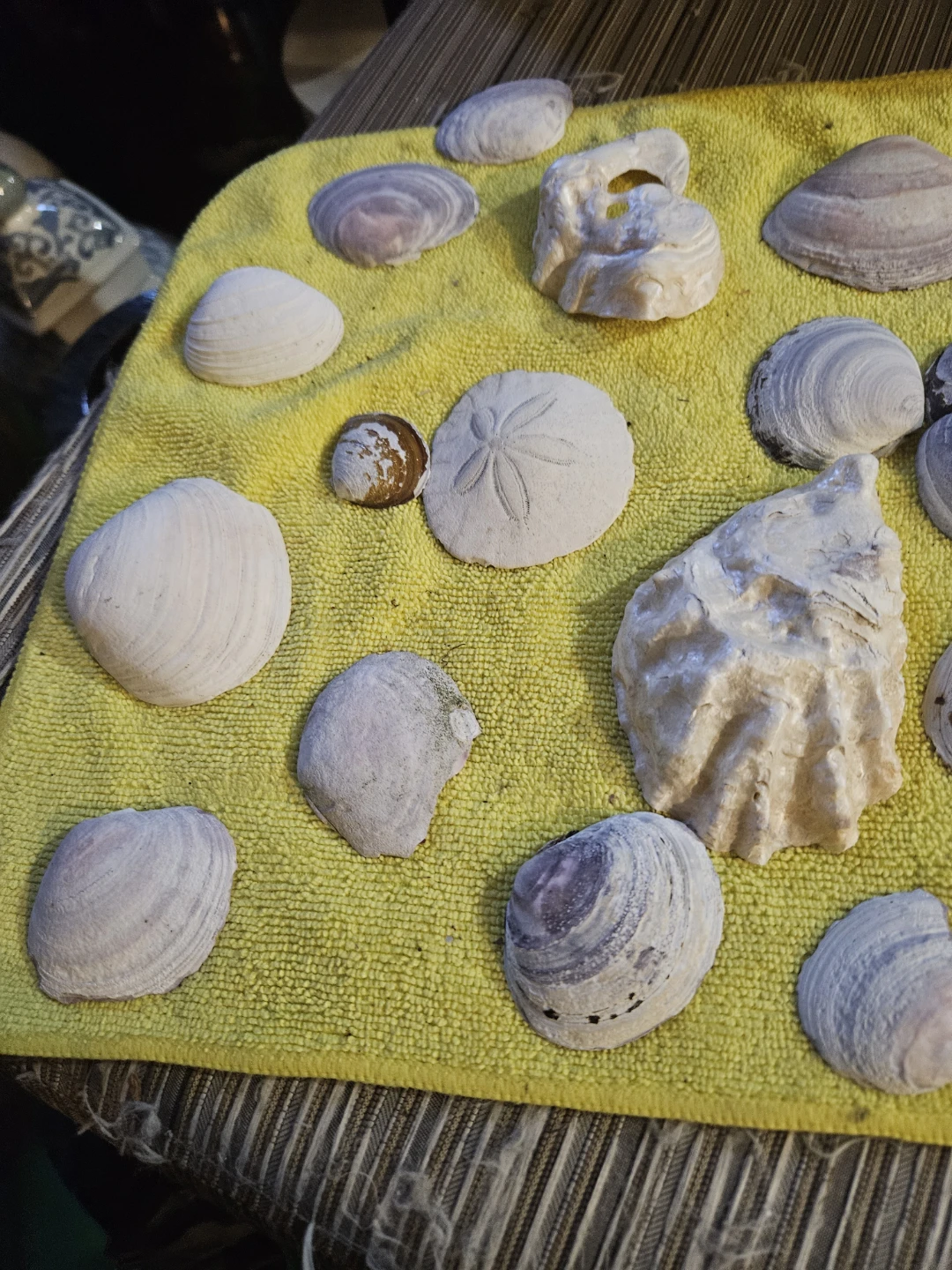 Assorted Seashells and Sand Dollar Collection - photo 4