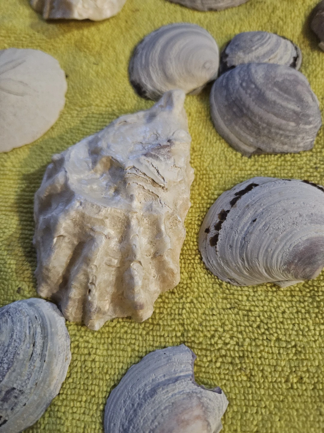 Assorted Seashells and Sand Dollar Collection - photo 5