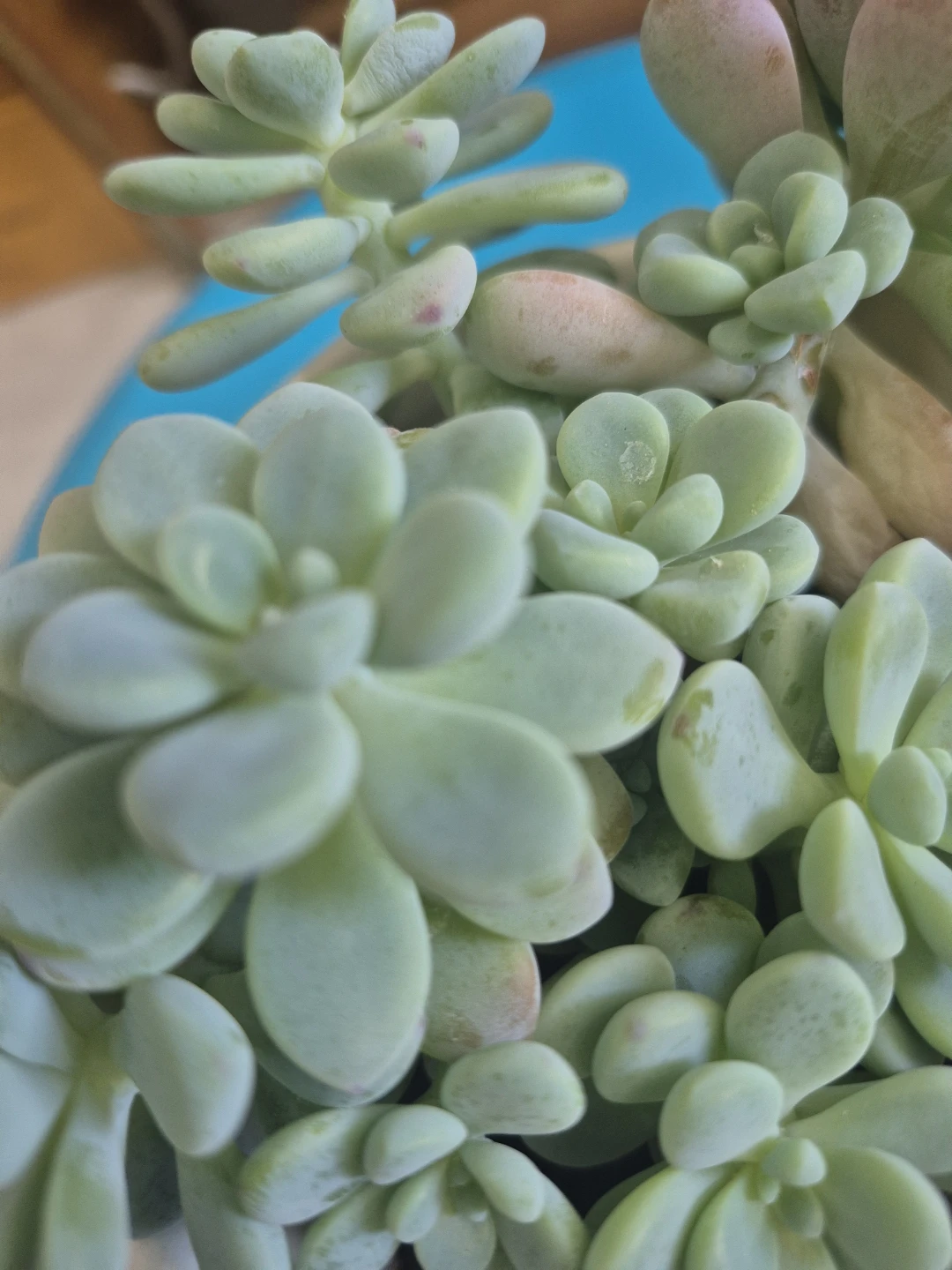 🍀Succulent Plant in White Hexagonal Pot🍀