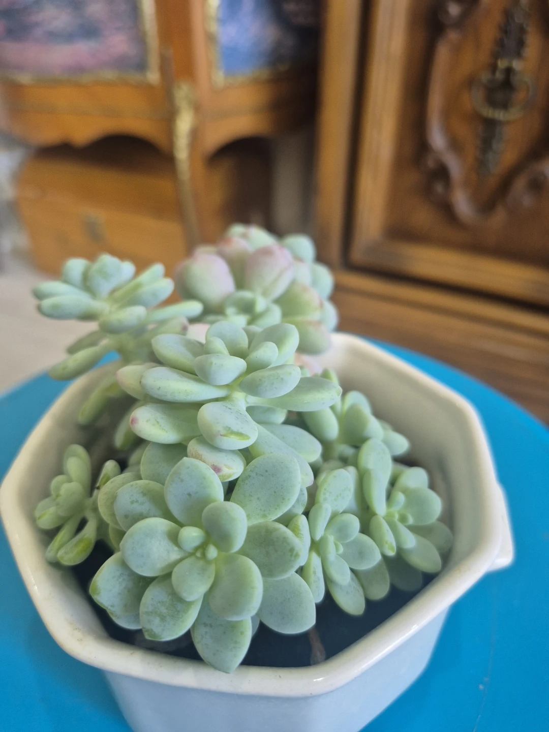 🍀Succulent Plant in White Hexagonal Pot🍀 - photo 2