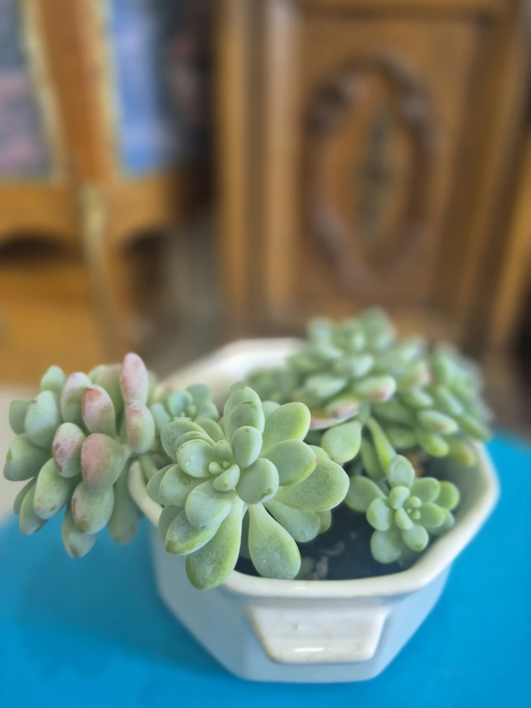 🍀Succulent Plant in White Hexagonal Pot🍀 - photo 3