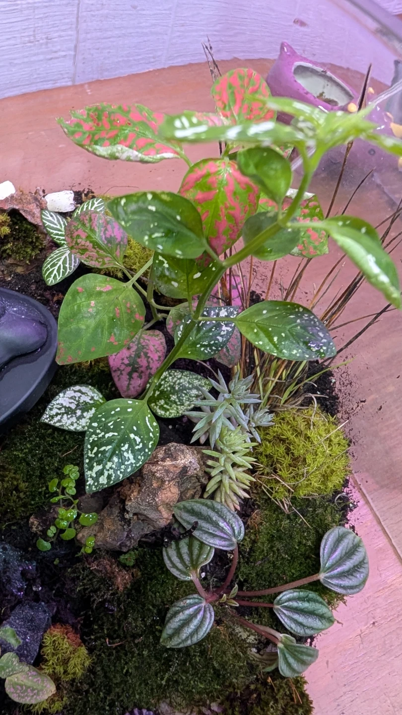 Handmade Terrarium with Shiva Statue - photo 3