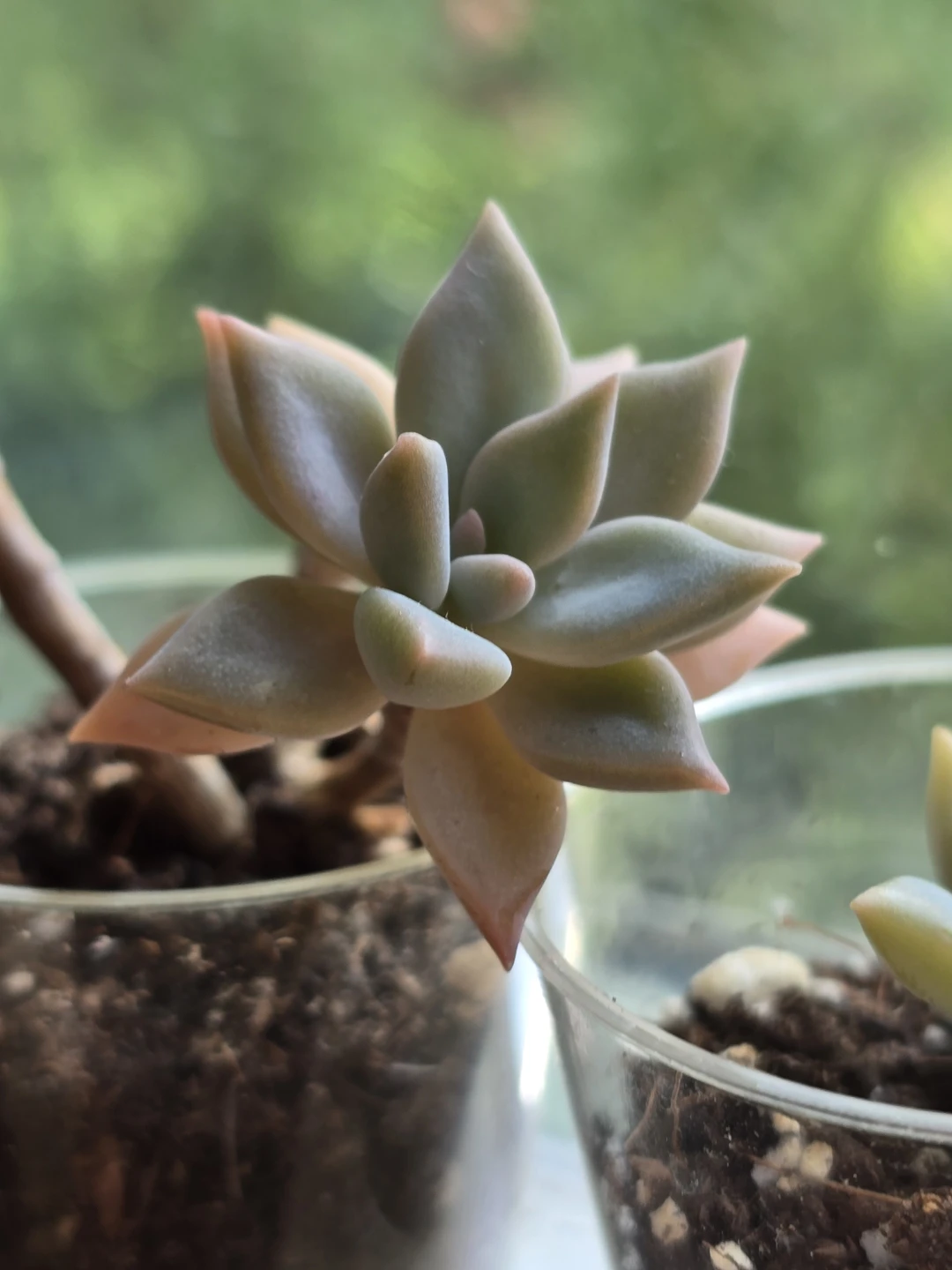 Pink Succulent Plant - thick leave