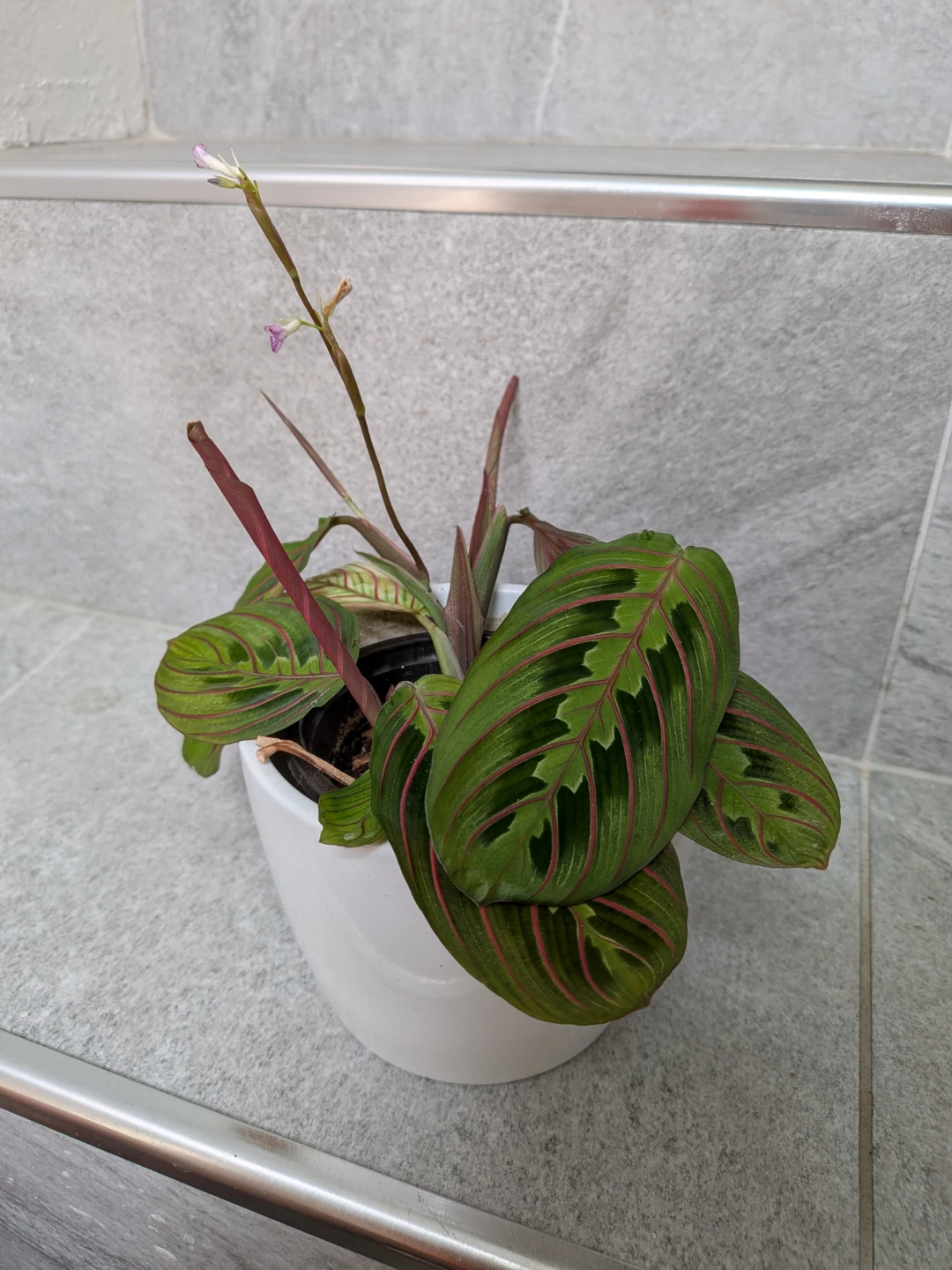 Red Veined Prayer Plant