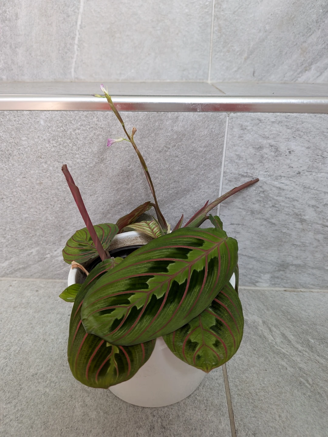Red Veined Prayer Plant - photo 2