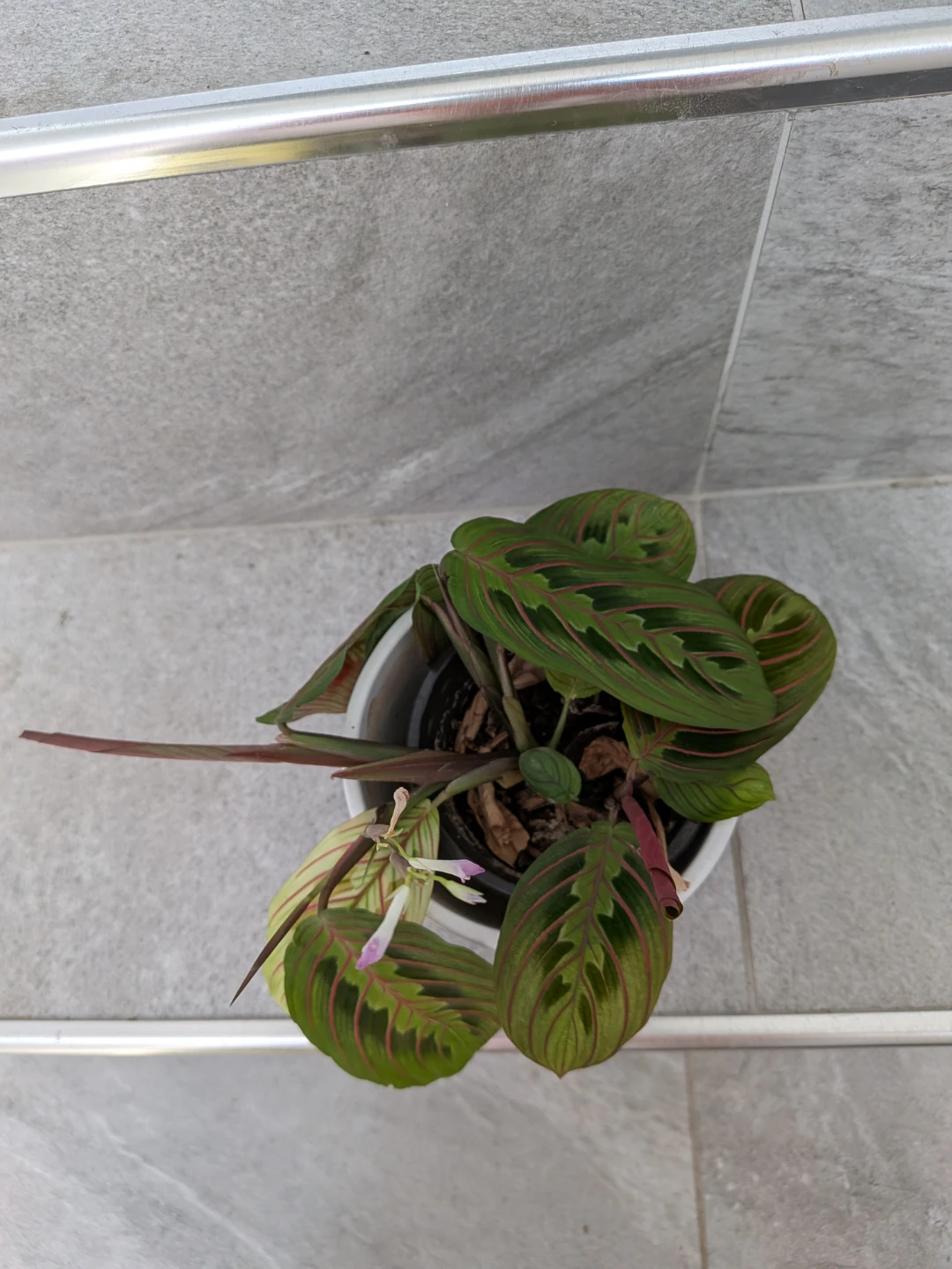 Red Veined Prayer Plant - photo 3