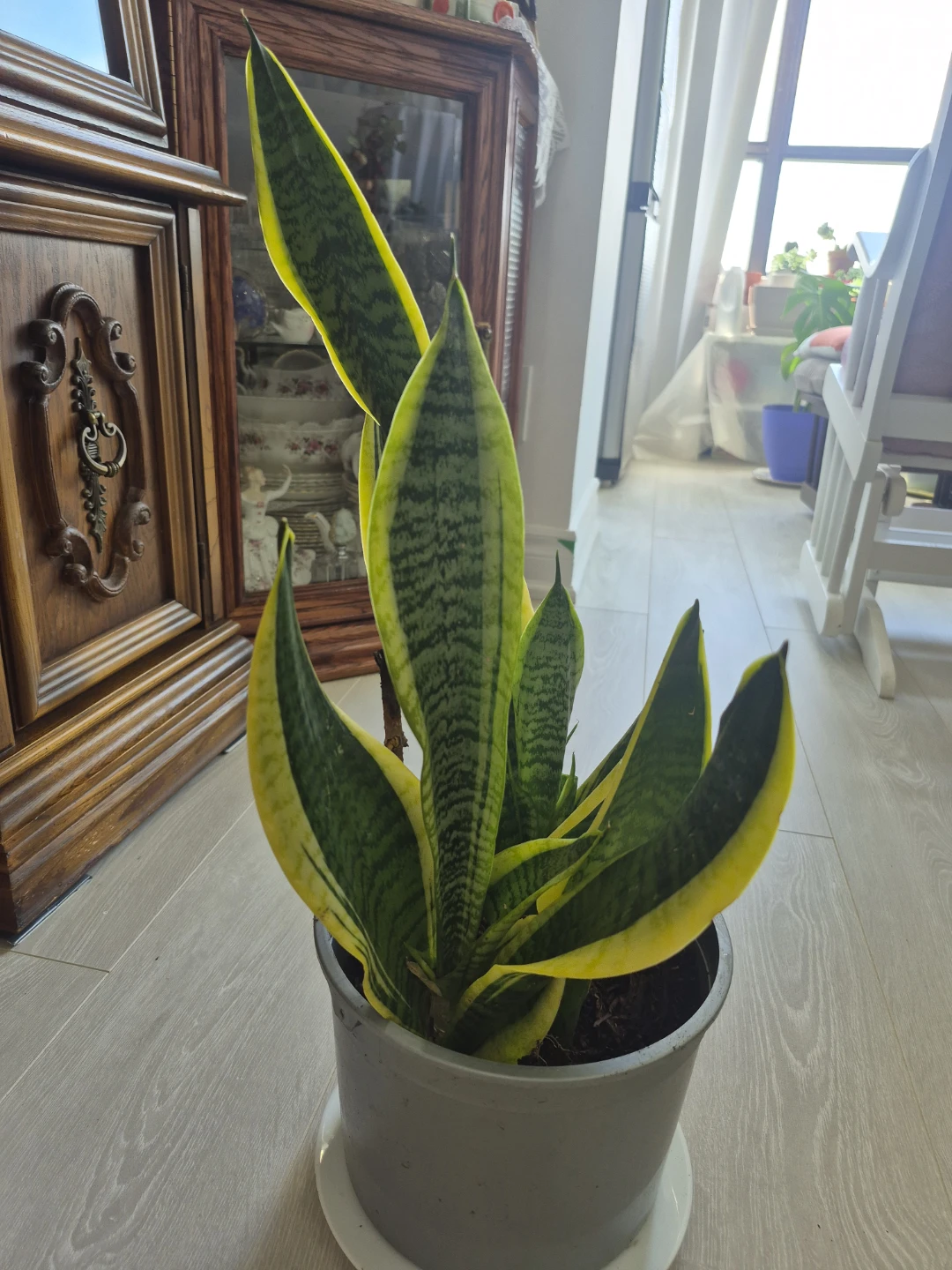 Sansevieria Trifasciata Snake Plant in Pot