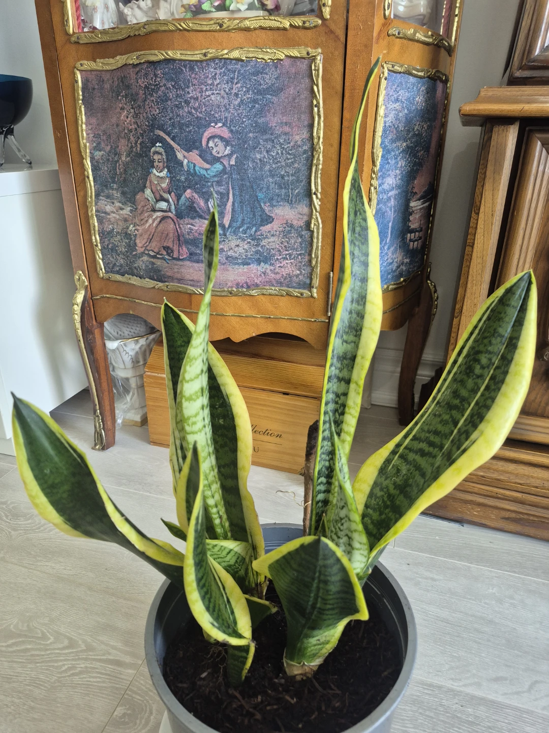 Sansevieria Trifasciata Snake Plant in Pot - photo 2