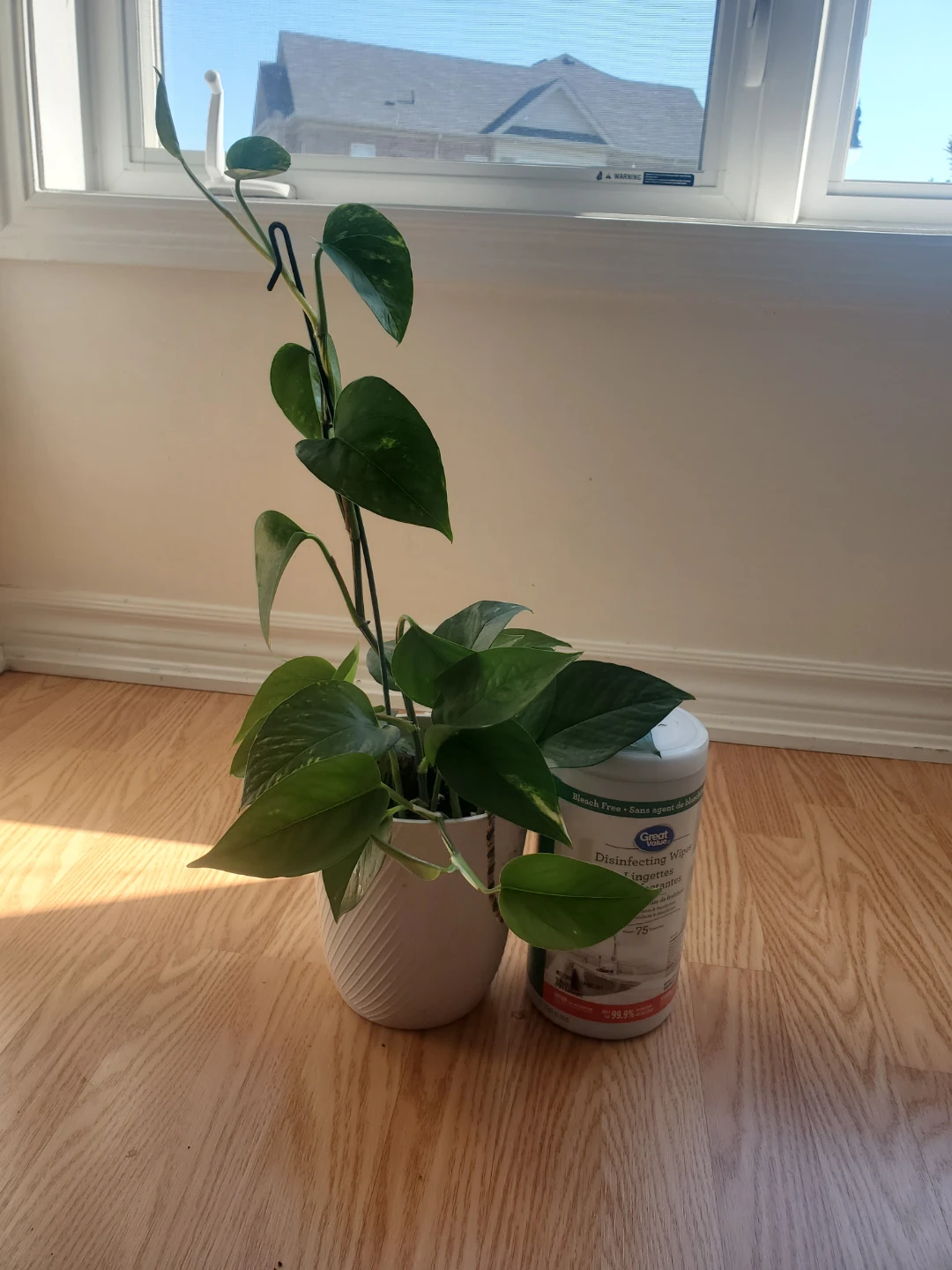 Pothos Plant in White Pot