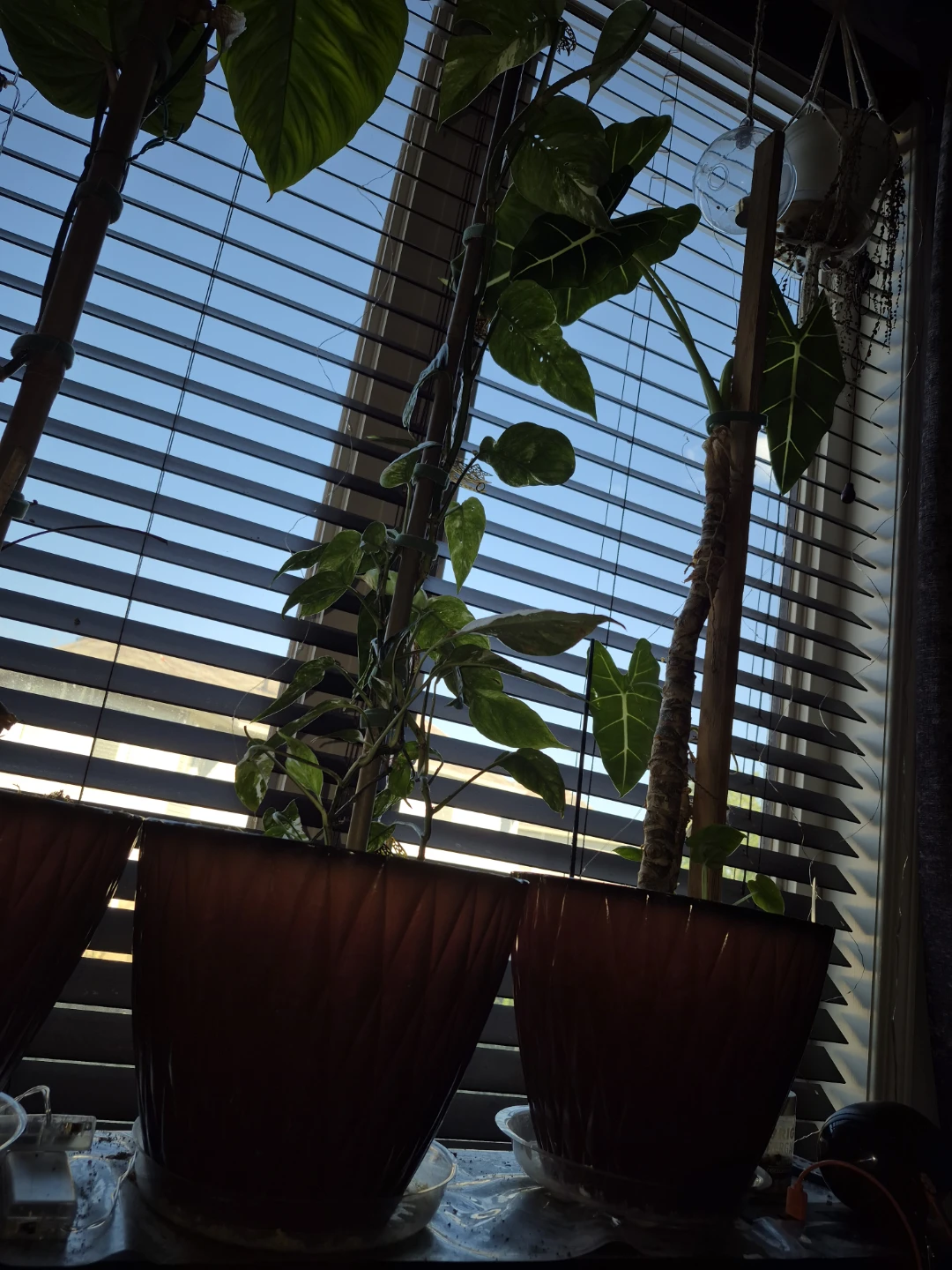 Epipremnum pinatum albo Plant with Moss Pole - photo 2