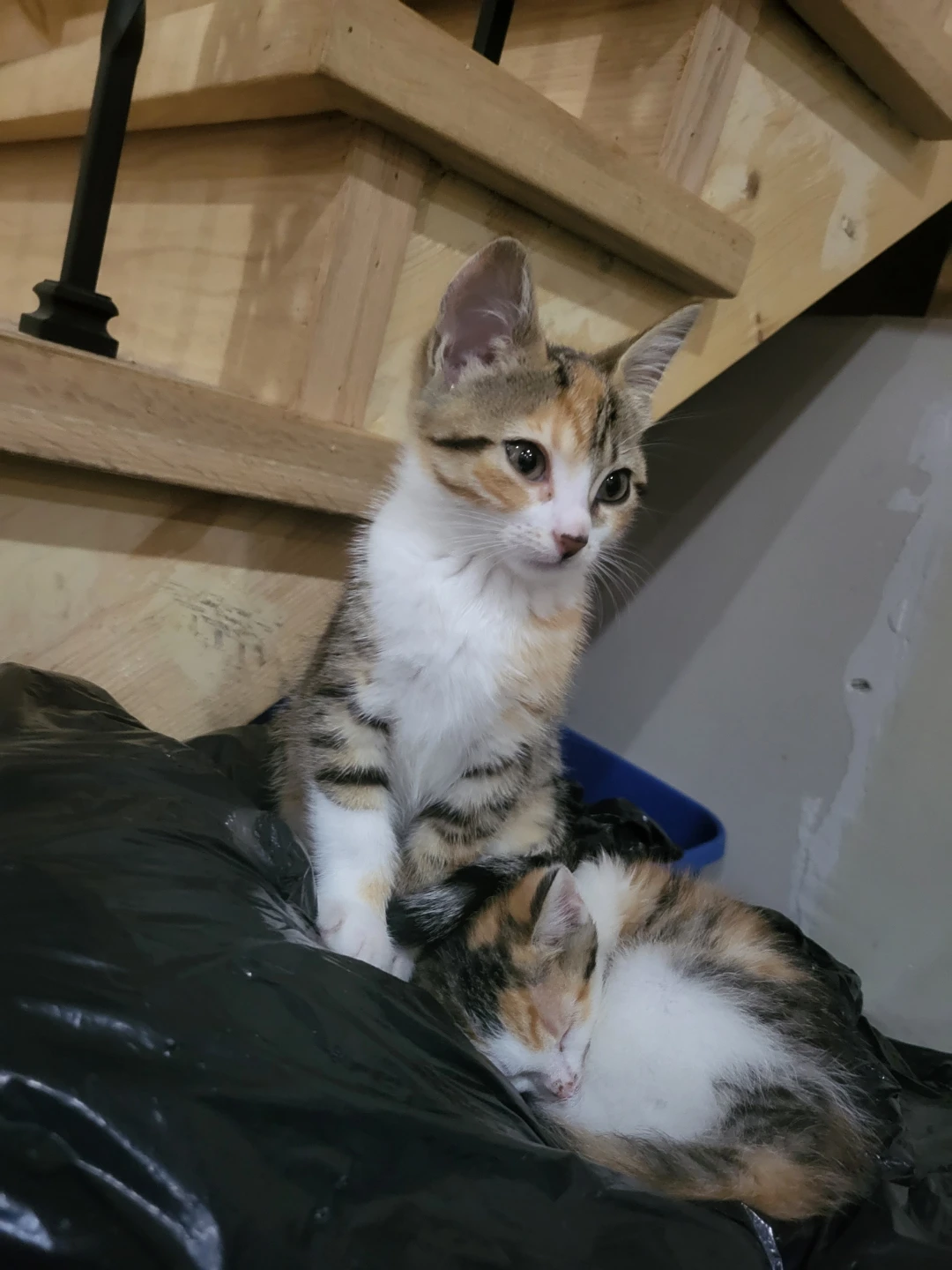 Two Calico Kittens