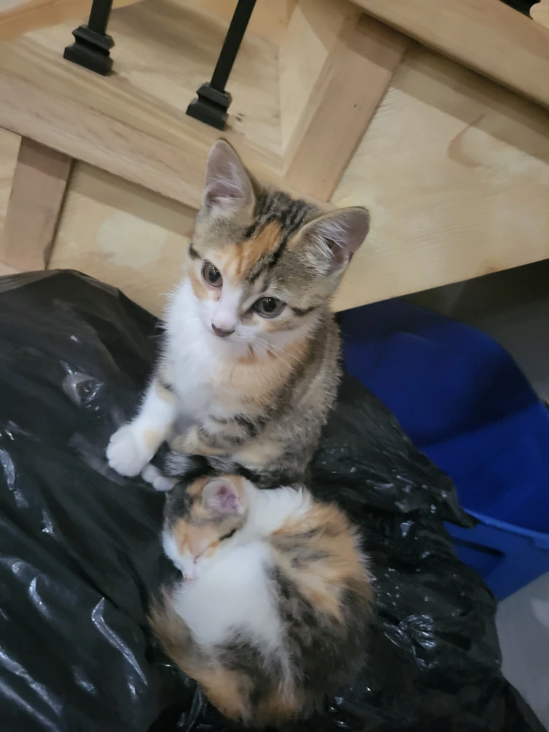 Two Calico Kittens - photo 3