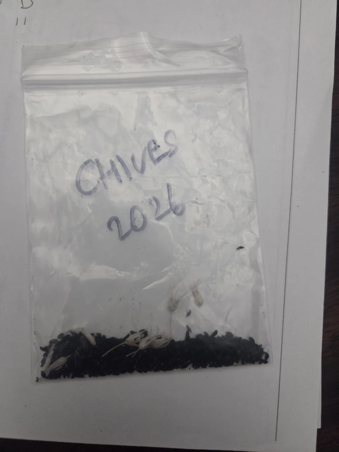 Chives seeds - harvested fresh - 2026 - photo 2