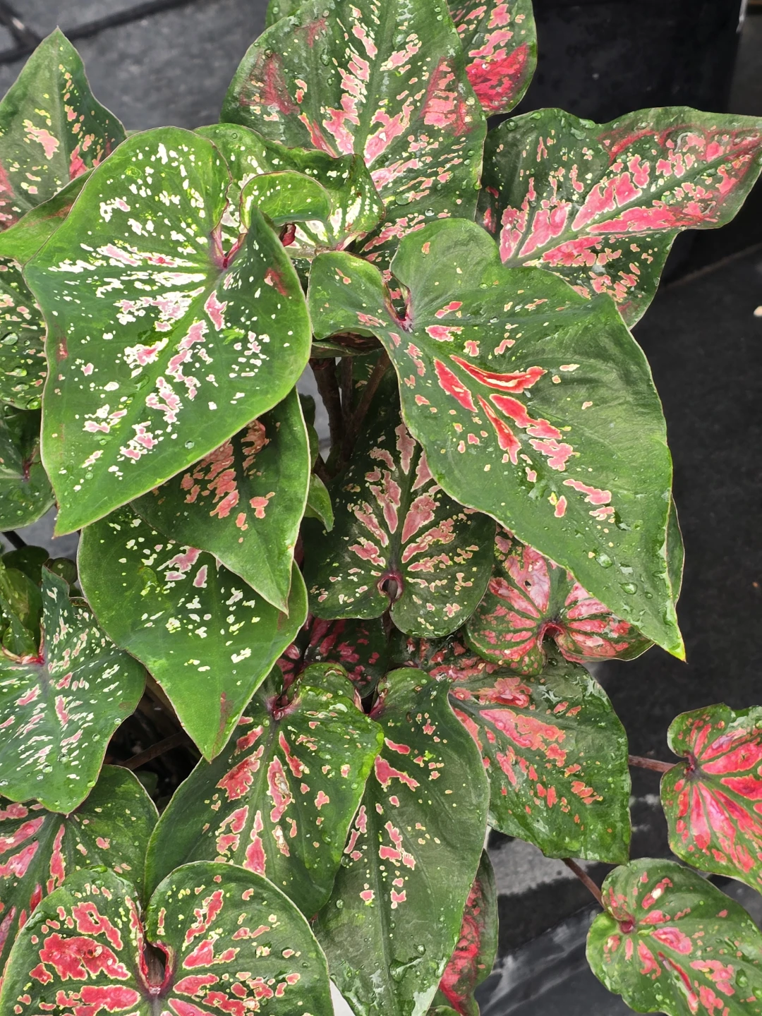 Proven Winners Caladium Plant