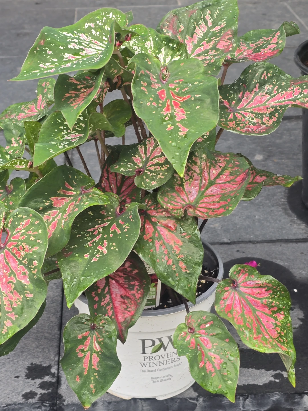 Proven Winners Caladium Plant - photo 2