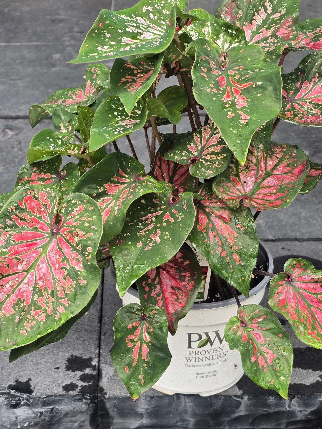 Proven Winners Caladium Plant - photo 3