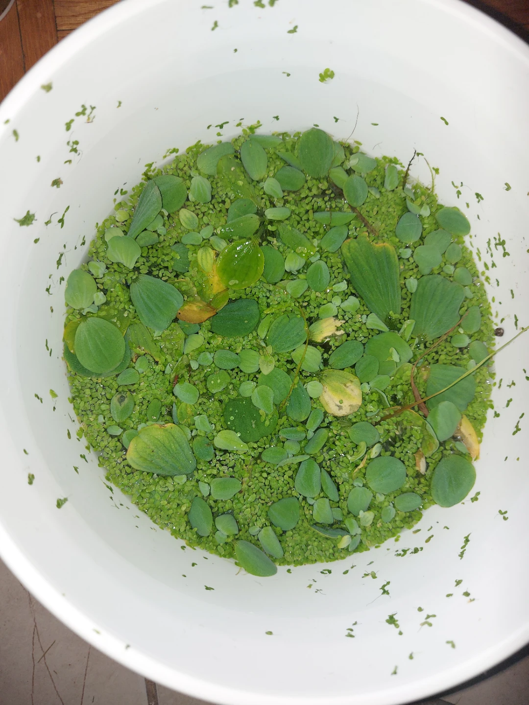 Duck weed and water lettuce - photo 4