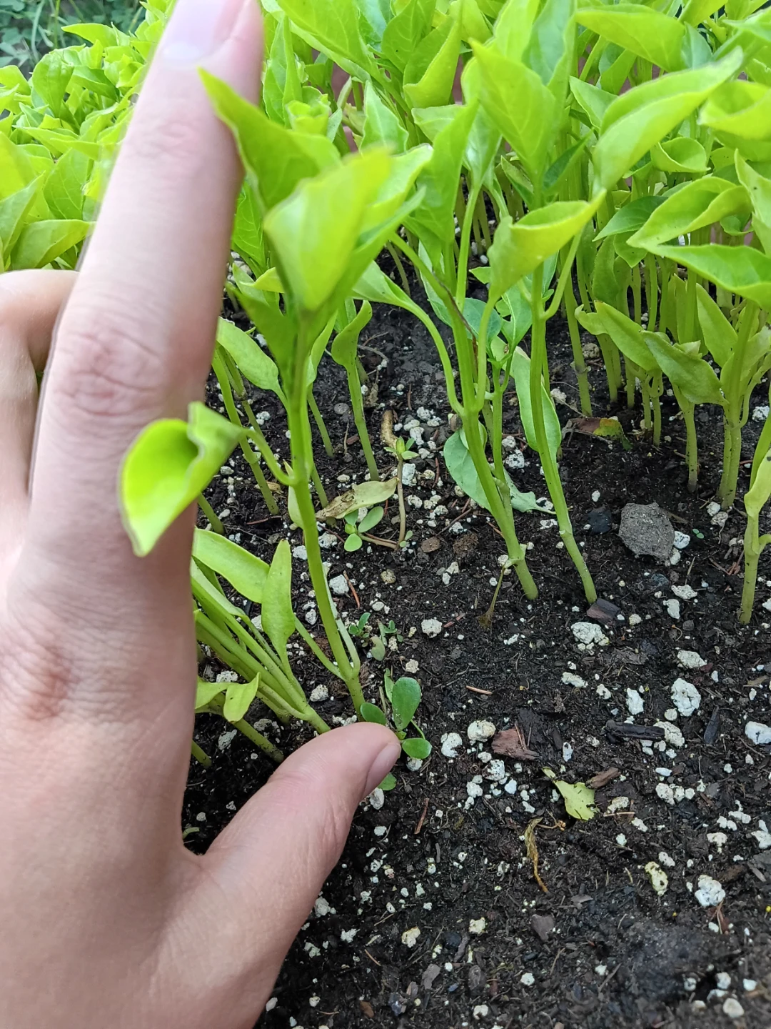 Young Pepper Plants for Sale - photo 3
