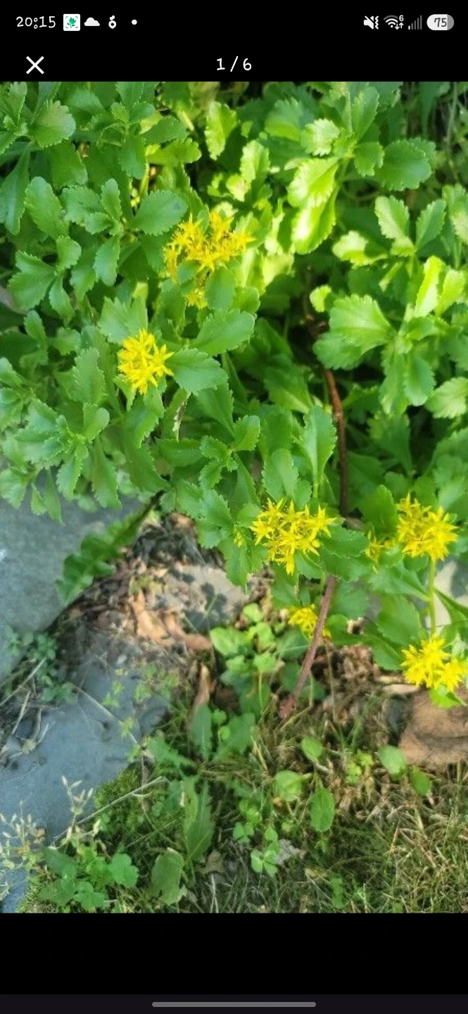 Sedum plant with yellow flowers - photo 2