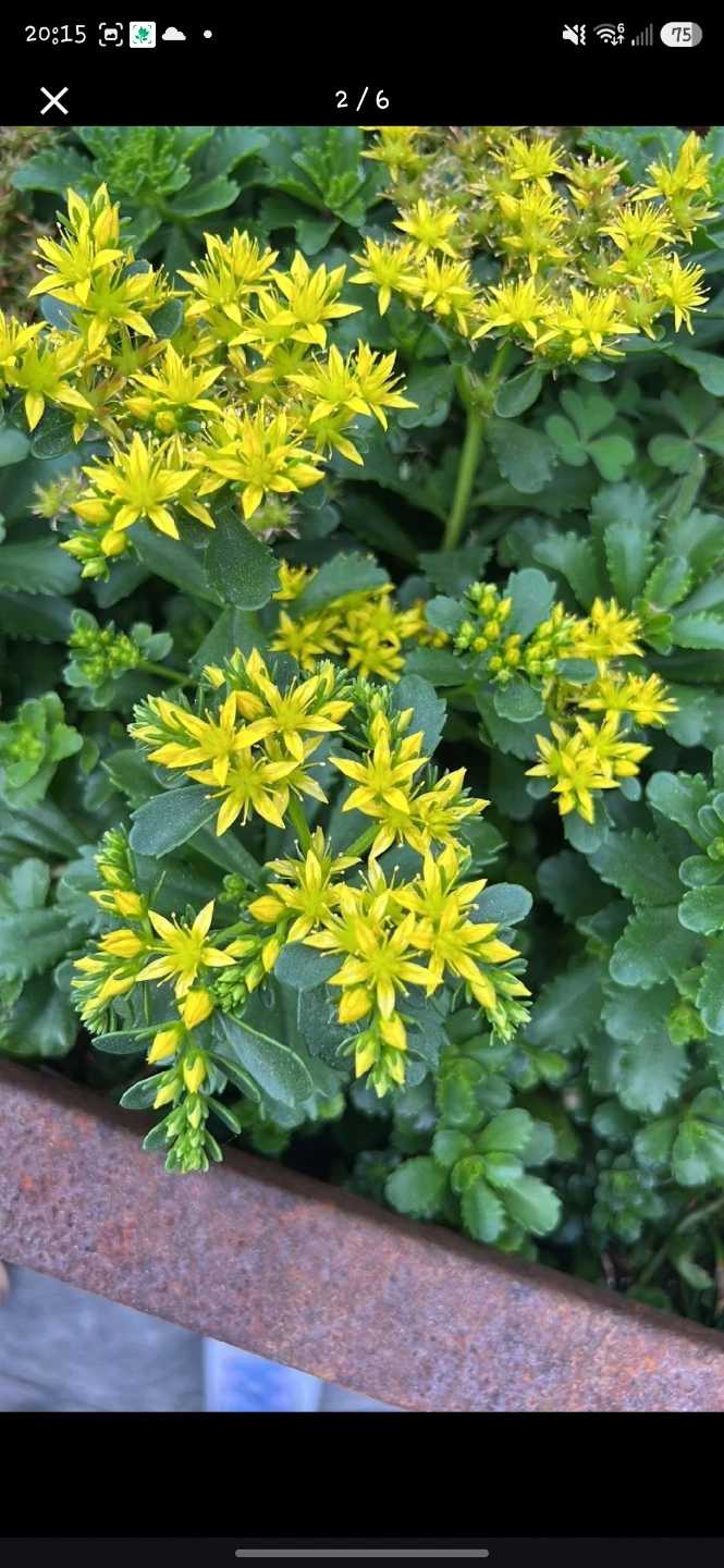 Sedum plant with yellow flowers - photo 3
