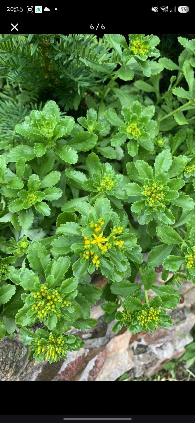 Sedum plant with yellow flowers - photo 4