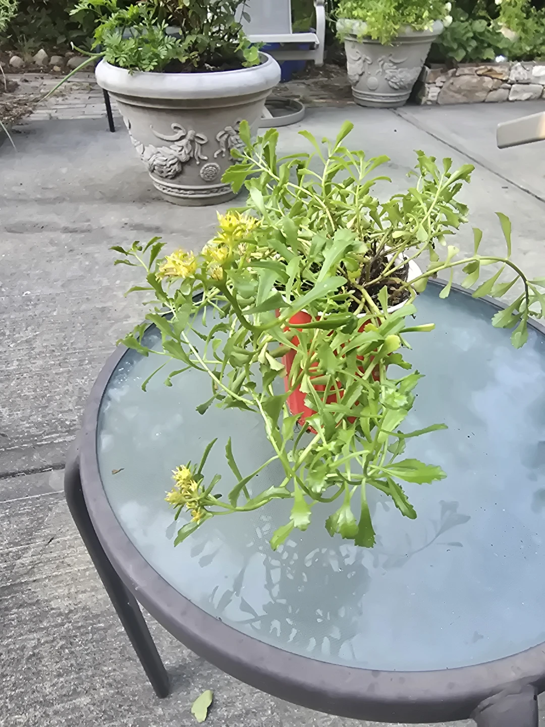 Sedum plant with yellow flowers