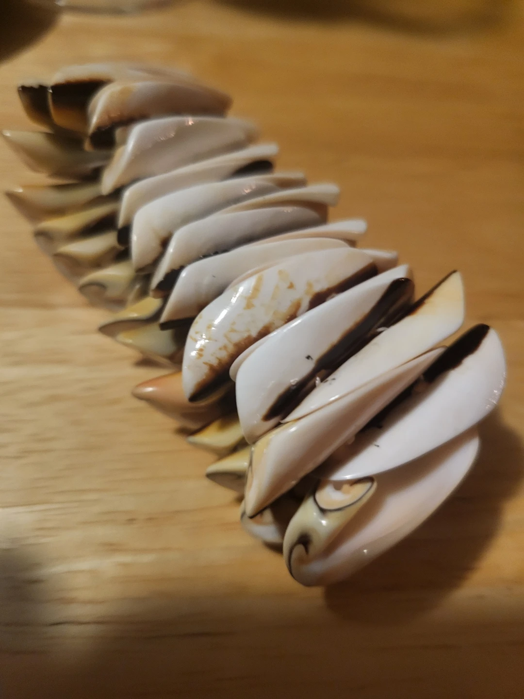 Shell Bracelet