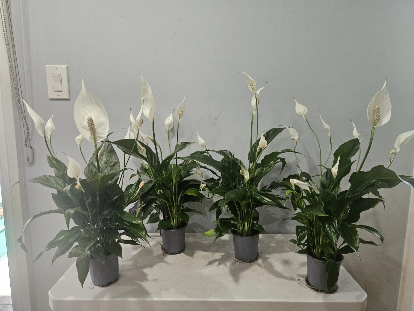 Peace Lily ( Spathiphyllum) Plants ($12 each pot)
