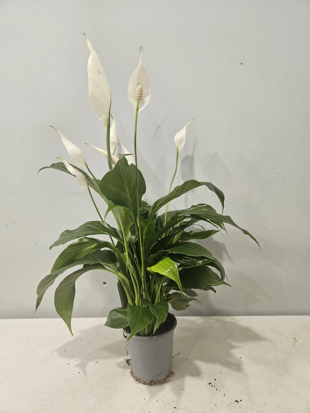 Peace Lily ( Spathiphyllum) Plants ($12 each pot) - photo 2