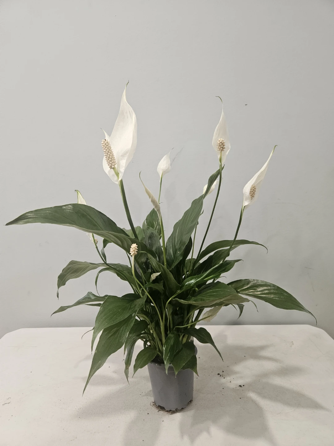Peace Lily ( Spathiphyllum) Plants ($12 each pot) - photo 3