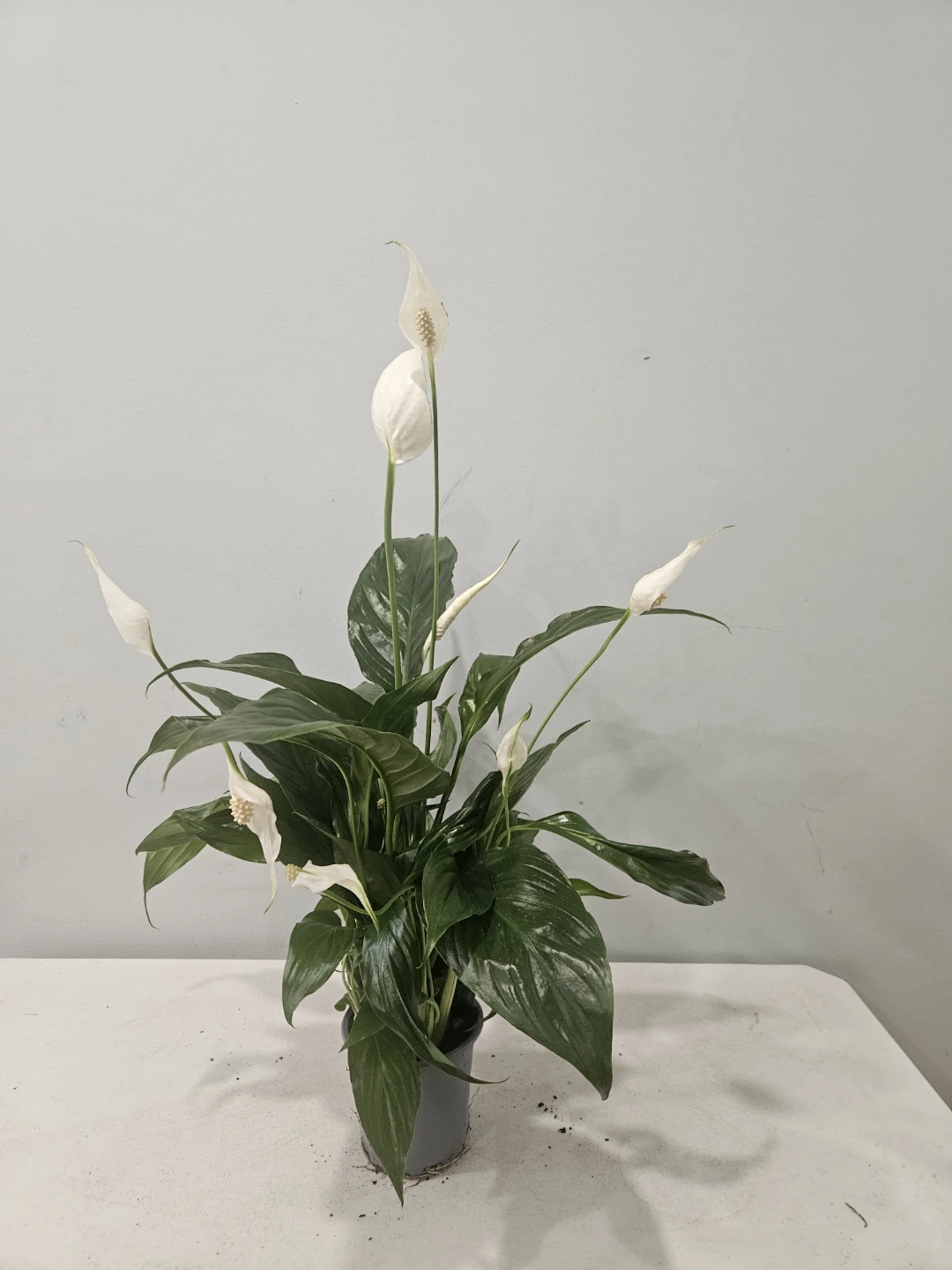 Peace Lily ( Spathiphyllum) Plants ($12 each pot) - photo 4