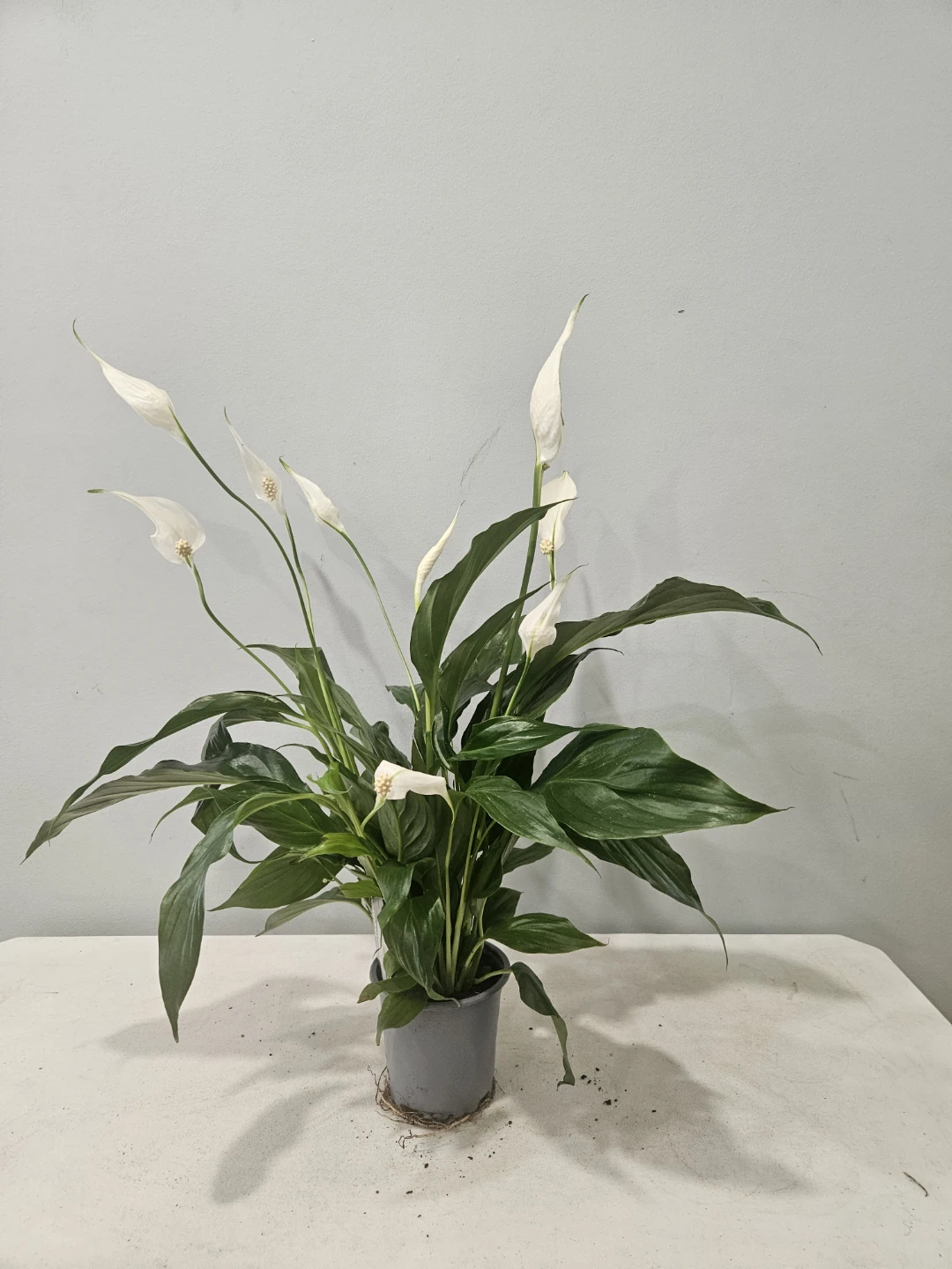 Peace Lily ( Spathiphyllum) Plants ($12 each pot) - photo 5