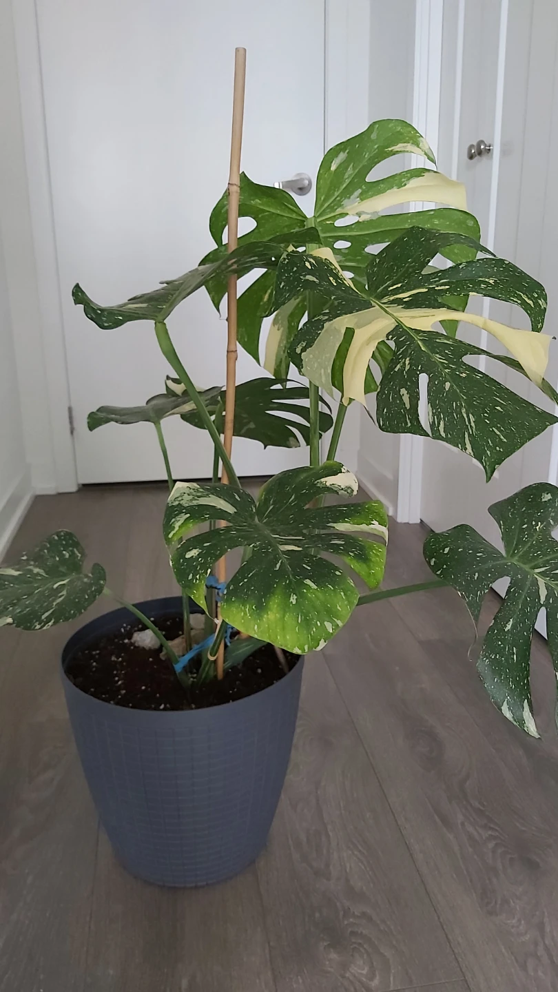 Variegated Monstera Plant - photo 5
