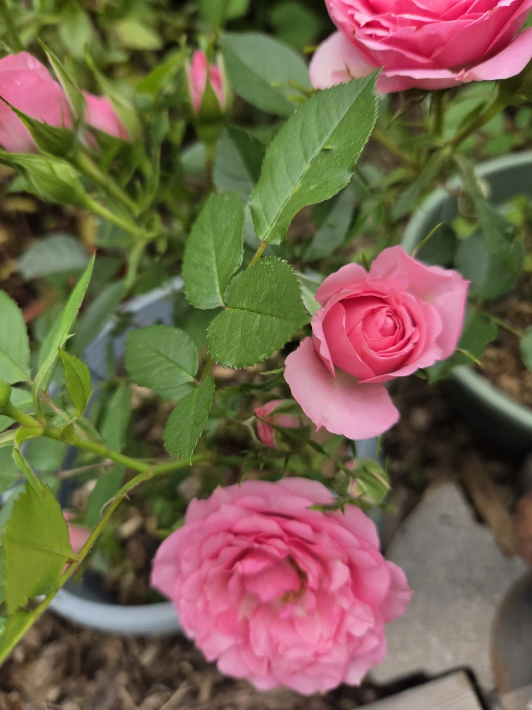 Perennial Plants in 1-Gallon Pot $10