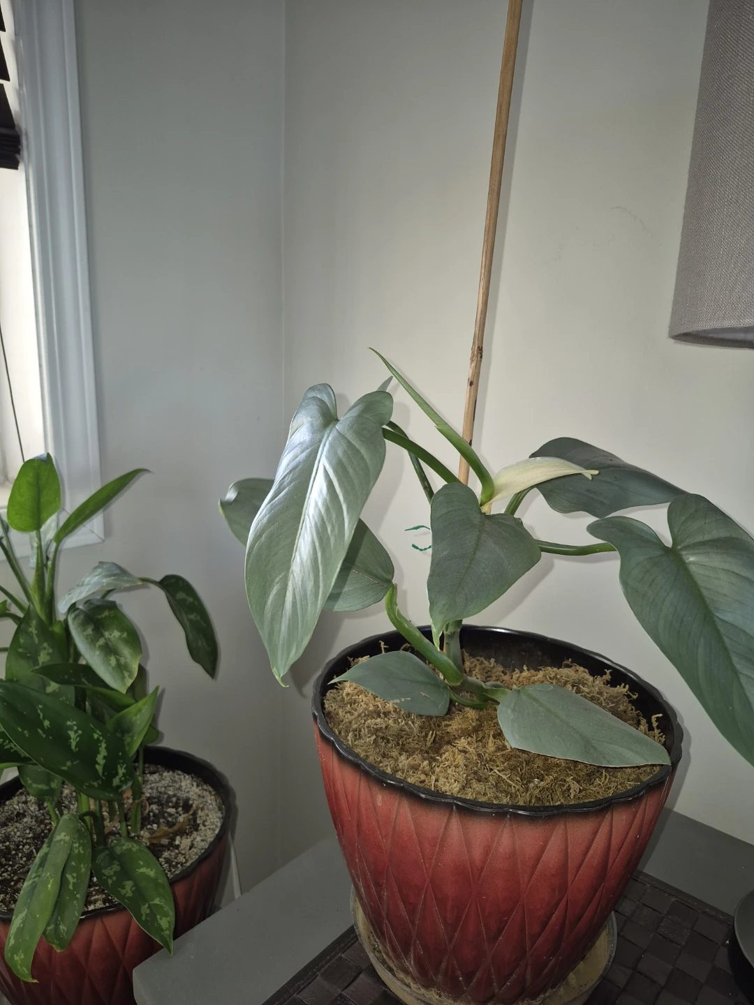 Philodendron silver sword in Red Pot