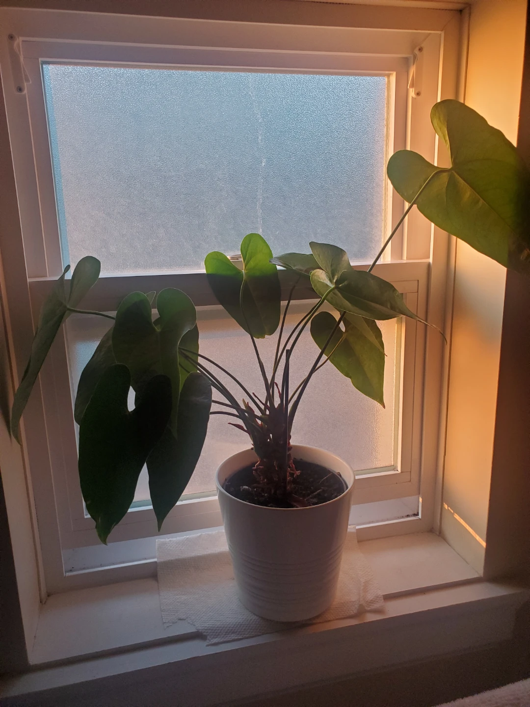 Plant