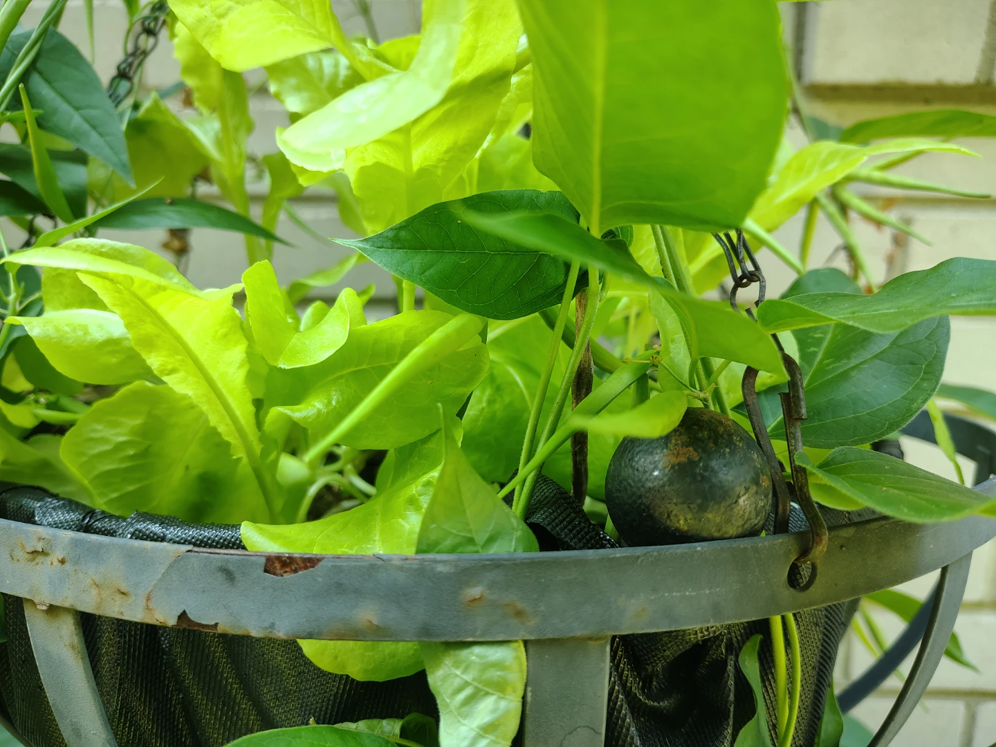 Metal Hanging Basket - photo 3