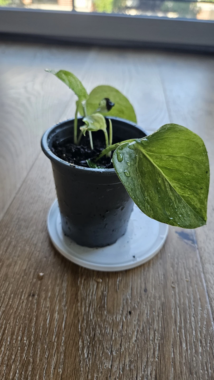 Pothos Snow Queen 5
