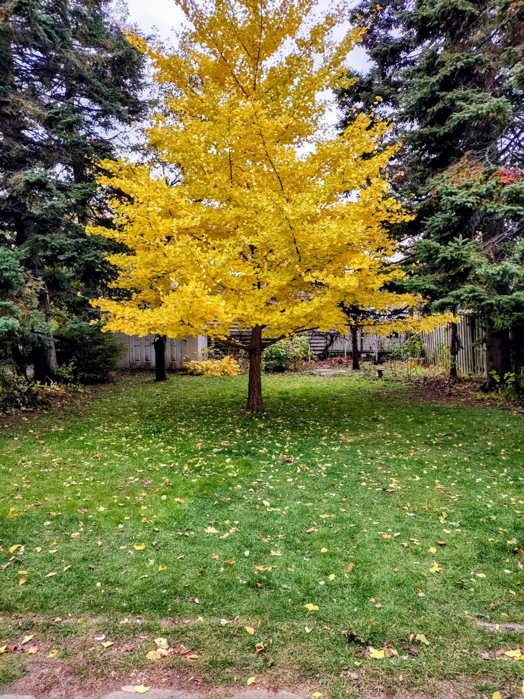 Alderwood Lower 1 Bedroom Apartment