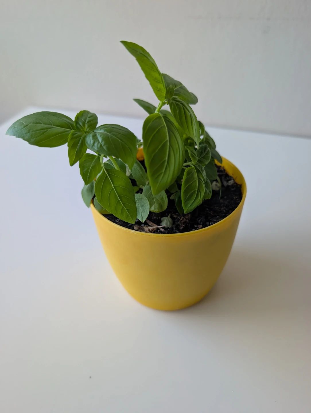 Healthy Basil Plant in Yellow Pot