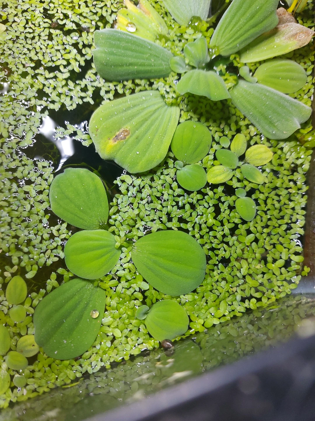 Duck weed and water lettuce